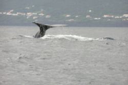 Spermwhale with Pico island as background by David Abecasis 